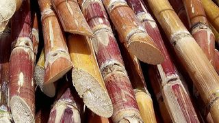 Erneuerbare Rohstoffe für die neue Brennstoffzelle: Zuckerrohr ist Rohstofflieferant für die Herstellung von Saccharose und Bioethanol.  (Bild: de.academic.ru)
