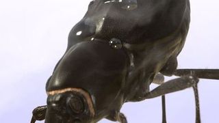 Der Nebeltrinker-Käfer war Vorbild für eine neue, intelligente Farbe. (Bild: Fraunhofer IPA)