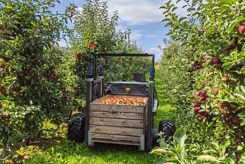 Platz 4: Erntehelfer „AurOrA“ wird künftig autonom durch die Reihen der Apfelplantage navigieren und Obstkisten detektieren, aufnehmen und an einen definierten Entladepunkt transportieren. (Bild: hochschule 21)