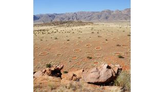 Blick auf die mysteriösen Feenkreise in Namibia. Die geheimnisvollen, kahlen Flecken im Grasland kommen zu Millionen im Übergang zur Namib-Wüste vor. (Bild: Dr. Stephan Getzin/UFZ)