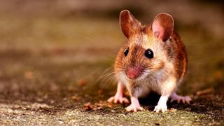 Ein Gen bringt Mäuse dazu, häufiger die angestammte Population zu verlassen. (Pixabay/Alexas_Fotos, gemeinfrei)