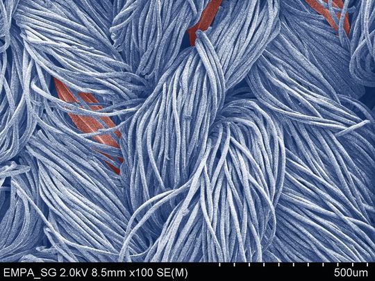 Textilfasern (blau) können mittels Plasmabeschichtung gleichmässig wasserabweisend ausgerüstet werden. Auch anspruchsvollere elastische Fasern (rot) bleiben dank des neuen Verfahrens dauerhaft imprägniert. (Rasterelektronenmikroskopie, koloriert) (Bild:  Empa)