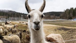 Zum Schutz vor den vielen Füchsen und Greifvögeln, die auf dem ehemaligen Truppenübungsplatz wieder heimisch sind, gehörenr sechs Lamas zur Herde. (Bild: Mercedes-Benz)