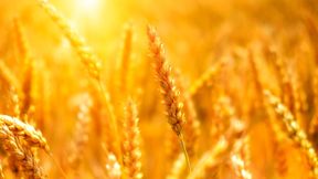 Interdisziplinäre Studie zeigt Zusammenhang zwischen Dürren in den weltweiten Weizenanbaugebieten und globalen Marktpreisen. (Bild: frei lizenziert)