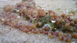 Die Forscher führen unter anderem Experimente mit Mikroalgen durch. (Bild: Henrique Pinto, gemeinfrei)