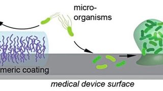 Mit Polymer-Beschichtungen lässt sich verhindern, dass Bakterien auf Oberflächen anhaften und dort Biofilme bilden. (Bild: Berking et al., Wiley-VCH, Angewandte Chemie, https://doi.org/10.1002/anie.202308971)