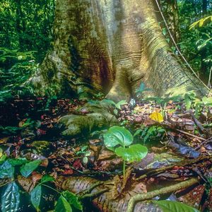 Stamm und Keimling einer langlebigen Pionierbaumart (Cavanillesia platanifolia). Diese riesigen Pionierbäume speichern den größten Teil der Biomasse in diesem Tropenwald, auch wenn ihre Sämlinge nur sehr selten überleben und es bis zum Kronendach schaffen.