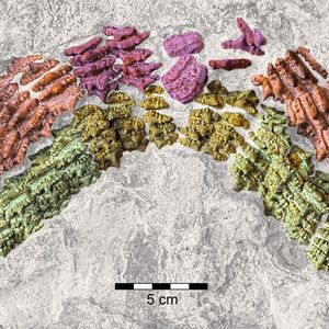 Bezahnung des hybodontiformen Haies Asteracanthus. (Bild:  © Sebastian Stumpf)