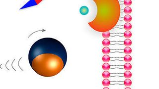 Ein Mikroroboter wird mit einem Magnetfeld zu einer Zelle gesteuert (Ausschnitt) ... (Grafik: ETH Zürich / Salvador Pané)