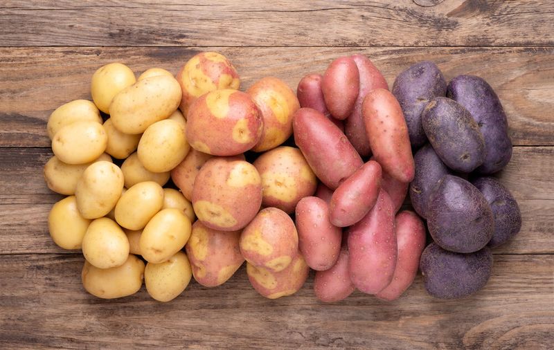 Before the potato was recognized as edible, it was popular in Europe as an ornamental plant. The pollen in the large flowers is normally collected by bumblebees, which thus take over pollination. In the present study, genomes from individual pollen grains were analyzed to produce the first, complete map of a potato genome. (©photka–stock.adobe.com)