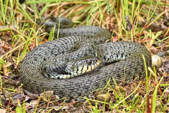 Die Italienische Barrenringelnatter (Natrix helvetica sicula) ist in Deutschland auf den äußersten Süden von Bayern beschränkt, wo sie eine wenige Kilometer breite Hybridzone mit der Ringelnatter (Natrix natrix) bildet.(Bild:  Michael Franzen)