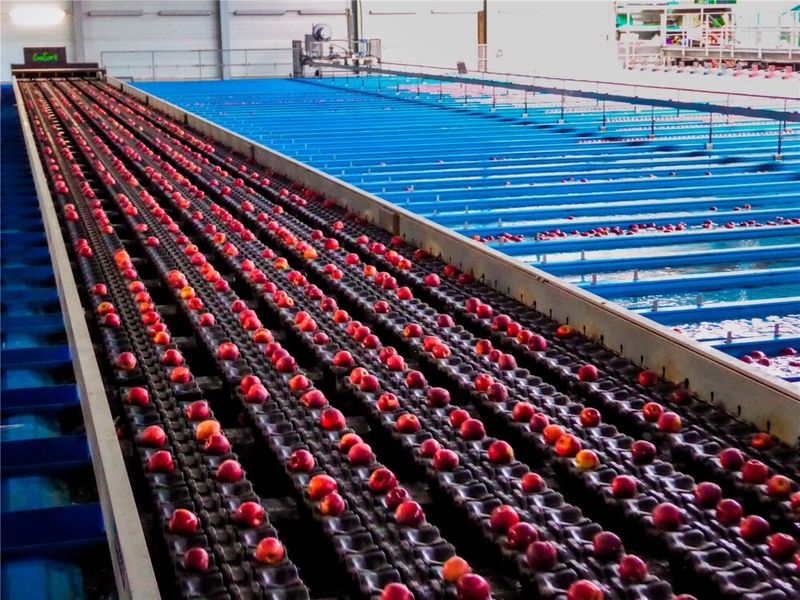 Nach Prüfung der Qualitätseigenschaften in der Sortiermaschine fahren die Äpfel auf Schalenketten entlang von insgesamt 50 wassergefüllten Kanälen und werden im Kanal mit den entsprechenden Sortierkriterien. (Bild: BayWa AG)