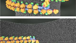 Domänen des Mgm1-Proteins: der Motor ( orange), der Hebel (rot), der Stiel (blau) und das neu entdeckte  Paddel (grün).  Für mehr Details, das Bild anklicken. (AG Daumke, MDC)