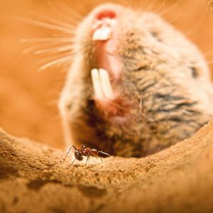 Der Highveld-Mull lebt oft mit Natal-Droptail-Ameisen zusammen – gegen ihren schmerzhaften Giftcocktail scheint er immun zu sein.