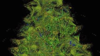 Muskelzellen in der Weihnachtszeit (Collage aus Einzelzellen, die Titin-GFP und titin-DsRed exprimieren). (© AG Gotthardt, MDC)