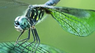 Die leichten Flügel der Libelle werden durch eine komplexe Flügeladerung stabilisiert –  ​ ein bionisches Vorbild für den Leichtbau. (VCG)