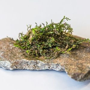 ((c) Stefan_Fischer)