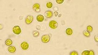 Die Mikroalge Chlamydomonas rheinhardtii könnte Biogasanlagen verbessern.  (Bild: C. Kontradowitz)