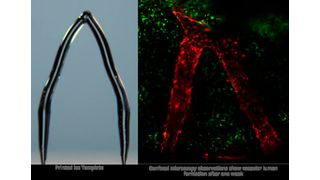 3D printed ice template of blood vessels shown on the left. The right shows imaging of cells forming a blood vessel-like structure on the template one week later. (Source: Feimo Yang)