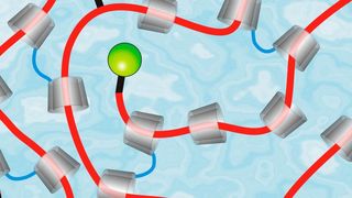 Umweltfreundliche, ringförmige Cyclodextrine aus Maisstärke (grau) bilden die Grundlage des Autolackes, der Kratzer von selbst reparieren soll. (Universität des Saarlandes)