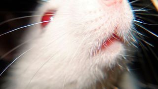 Die ausgezeichnete Methode soll helfen, die Zahl von Tierversuchen zu reduzieren. (gemeinfrei)