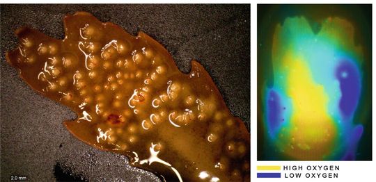 Ein Exemplar des Seetangs Fucus serratus und die Sauerstoffkonzentration auf seiner Oberfläche.(Bild:  Soeren Ahmerkamp/Max-Planck-Institut für Marine Mikrobiologie)