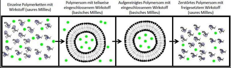 Abb. 2: Ein medizinischer Anwendungsbereich von Polymersomen ist der Bereich der Wirkstofffreisetzung, also das Drug Delivery. (Bild: Jens Gaitzsch)