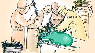 Die Kombination verschiedener Methoden der Bioinformatik hat neue kleine Proteine aus Salmonellen ans Licht gebracht. (Bild: Sandy Westermann / SCIGRAPHIX)