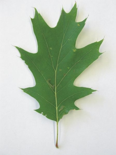 Bild 1: Die Seitenadern vieler Blätter sind unter 45° an der Hauptader angebunden, wenn die Mechanik das Design dominiert. (Archiv: Vogel Business Media)