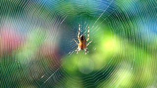 Spinnen lähmen und töten ihre Beute mit einem komplexen Gift-Cocktail. Das Spinnengift besteht nicht nur aus Nervengift, sondern enthält eine Vielzahl an gefährlichen Bestandteilen, deren Zusammenwirken Forscher nun untersucht haben. (Symbolbild) (gemeinfrei)