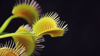 Die Venusfliegenfalle ist ein Paradebeispiel für die Reizweiterleitung in Pflanzen. (Bild: Chris - stock.adobe.com)
