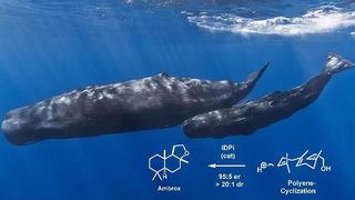 Ambrox wurde klassischerweise aus Pottwalen gewonnen. Zum Glück ist das heutzutage nicht mehr nötig. Die Arbeitsgruppe von Prof. Benjamin List hat eine elegante Methode entwickelt, den beliebten Duftstoff zu synthetisieren. (Bild: © Picture: Gabriel Barathieu / Collage: Benjamin List )