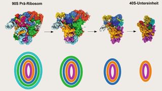 Kryo-Elektronenmikroskop-Aufnahmen von der Reifung des 90S-Prä-Ribosoms zur 40S-Untereinheit. Die Reifung läuft ähnlich ab wie die Häutung einer Zwiebel. (Prof. Dr. Ed Hurt)