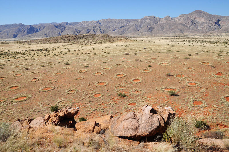 Blick auf die mysteriösen Feenkreise in Namibia. Die geheimnisvollen, kahlen Flecken im Grasland kommen zu Millionen im Übergang zur Namib-Wüste vor. Dieses Foto im Marienflusstal wurde nahe eines der Studienflächen aufgenommen, für das die Forscher ausgiebige Luftbildauswertungen vornahmen. Die Autoren der Studie haben erstmalig die räumlichen Muster der Feenkreise im Detail untersucht. Typisch sind die regelmäßigen Mindestabstände zwischen den Kreisen auf kleinen Nachbarschaftsskalen und die homogen, gleichmäßige Verteilung auf großen Skalen. Die Forscher sehen in diesen Auswertungen einen klaren Beleg für die Entstehungstheorie der Selbstorganisation, bei der die Kreismuster durch Pflanzenkonkurrenz um Wasser entstehen. (Bild: Dr. Stephan Getzin/UFZ)