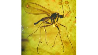 Konserviert in einem goldenen Sarg: Trauermücke eingebettet in Fushun-Bernstein. (Bild: Bo Wang / Universität Bonn)