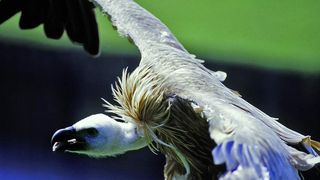 Abb. 1: Durch Diclofenac-Rückstände in Zuchttier-Kadavern bedroht: der aasfressende Geier.  (Bild: Pfänderbahn AG, Österreich)