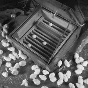 1946: Foundation of the company and development of thermal control systems for incubators. Due to the huge demand for poultry among the US occupation troops, Christian Bürkert’s mother asks her son to repair an incubator. From the wreckage of a crashed aircraft, he fabricates a sensitive bimetallic temperature controller that maintains a constant temperature to within 1/10°C. Based on this success and the huge demand, Christian Bürkert starts manufacturing incubators and heating panels in the cellar of his parents’ house.