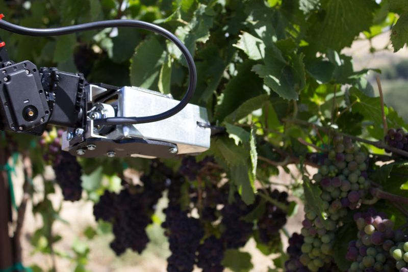 Roboter übernehmen die Weinlese. Der ROVR von Digital Harvest wird über eine Virtual-Reality-Anwendung ferngesteuert.  (Bild: Digital Harvest)