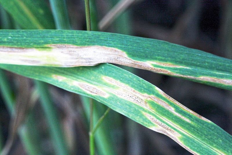 Ein mit dem Pilz Zymoseptoria tritici befallenes Weizenblatt zeigt die typischen Anzeichen der so genannten Blattdürre, die zu drastischen Ernteausfällen führen kann. (Dr. Janine Haueisen )