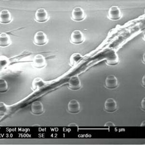 2a Scanning-Electron-Micrograph einer Kultur von Kardiomyozyten auf Micronail-Struktur mit 3-µm-Pitch.