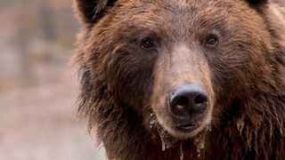 Braunbären tragen Erbgut des ausgestorbenen Höhlenbären in sich. (Symbolbild) (gemeinfrei)