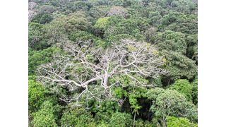 Die Regenwälder der Erde binden große Mengen an Kohlenstoff in ihrer Biomasse und sind damit eine entscheidende Kohlenstoffsenke (Symbolbild). (NASA/JPL-Caltech)