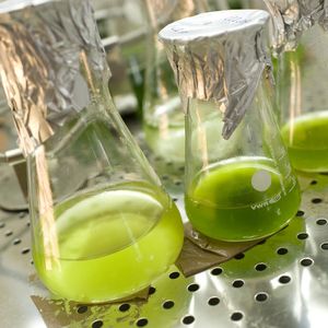 Biologen der Universität Bielefeld haben Zellulose zu Grünalgenkulturen hinzugefügt und mit biochemischen und molekularbiologischen Methoden sichtbar gemacht, dass die Algen die Zellulose zu einfachen Zuckern abbauen und als Energiequelle nutzen können.