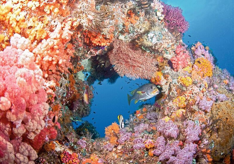 Intakte Korallenriffe können zum Teil mit prächtigen Farben aufwarten, wie hier ein Riff bei Raja Ampat im Indopazifik. (THE OCEAN AGENCY)