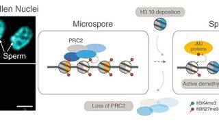 Pflanzen vergessen mit Hilfe eine Phänomens, das epigenetisches Resetting genannt wird. (Bild: Gregor Mendel Institut für Molekulare Pflanzenbiologie)