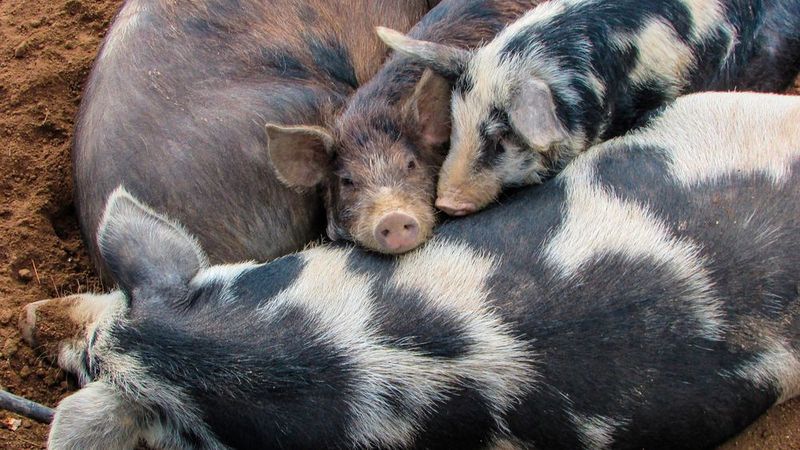 Schweine sind soziale und sensible Tiere. Verschiedene Faktoren können deshalb zu Verhaltensstörung führen.  (Bild: Universität Hohenheim / Sacha Dauphin)