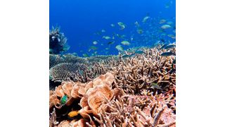 Heathy coral reef in Indonesia (Source: Dr Tim Lamont, Lancaster University)
