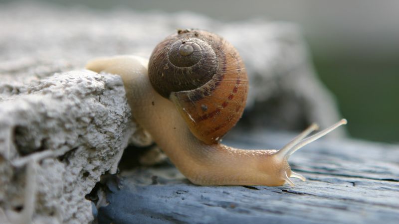 Eine gewöhnliche Gartenschnecke produziert mit nur einem molekularen Baukasten erstaunlich unterschiedliche Schleimarten.(Bild:  TCartdesign /  Pixabay)