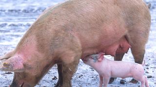 Das JE-Virus kann auch ohne Moskitos zwischen Schweinen direkt übertragen werden. (Bild: Wikimedia Commons / Scott Bauer, USDA)