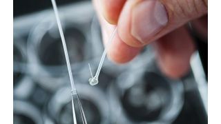 Ein ellipsenförmiges Implantat fungiert als Verbindungselement für verletztes oder durchtrenntes Rückenmark und könnte so Querschnittgelähmte heilen. (Bild: TUHH/Dörte Hagenguth)